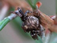 Xysticus