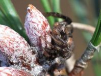 Xysticus