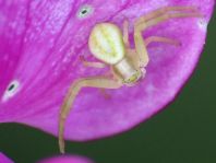 Misumena vatia, Veränderliche Krabbenspinne