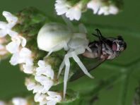 Misumena vatia, Veränderliche Krabbenspinne