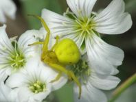 Misumena vatia, Veränderliche Krabbenspinne
