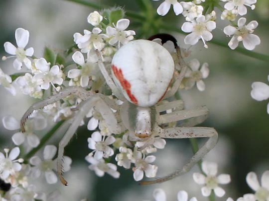 Misumena vatia, Veränderliche Krabbenspinne