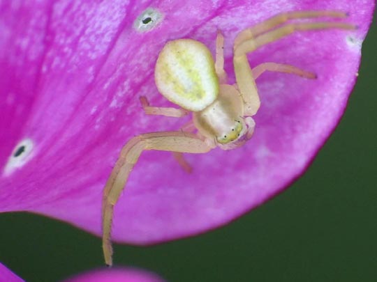 Misumena vatia, Veränderliche Krabbenspinne