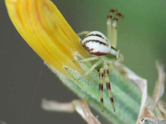 Misumena vatia, Veränderliche Krabbenspinne