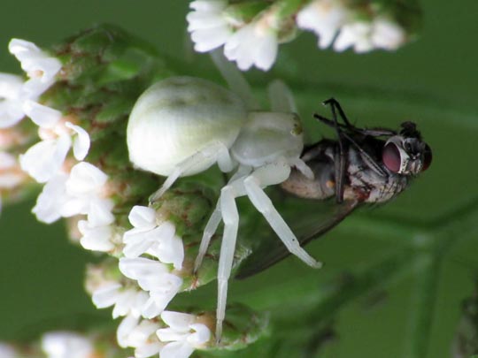 Misumena vatia, Veränderliche Krabbenspinne