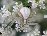 Misumena vatia, Veränderliche Krabbenspinne