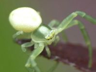 Misumena vatia, Veränderliche Krabbenspinne