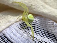 Misumena vatia, Veränderliche Krabbenspinne