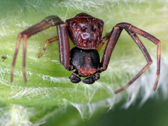 Pistius truncatus