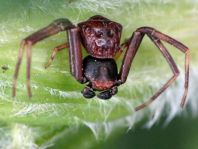 Pistius truncatus