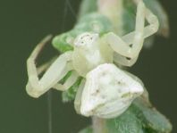 Thomisus onustus