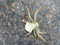 Thomisus onustus