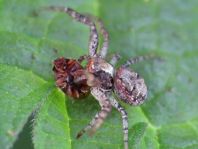 Xysticus