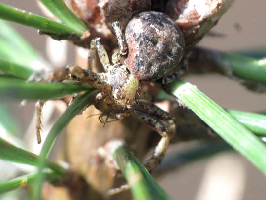 Xysticus lanio