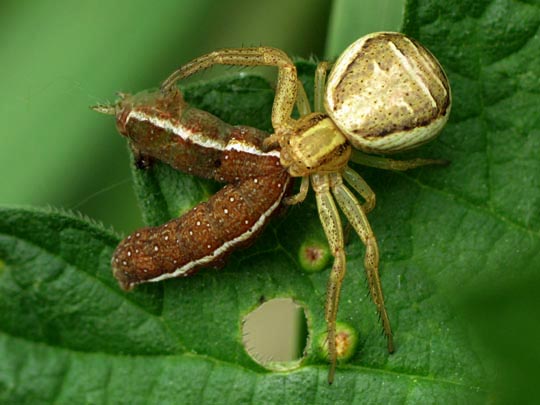 Xysticus
