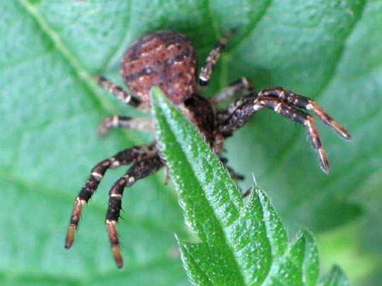 Xysticus