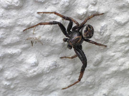 Xysticus
