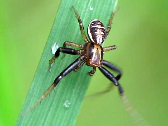 Xysticus