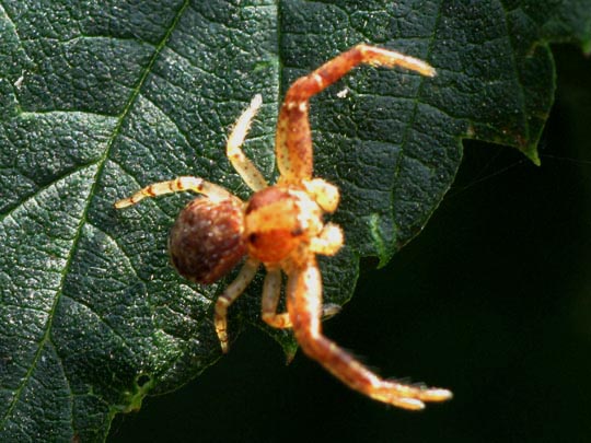 Xysticus