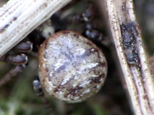 Xysticus