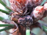 Xysticus lanio