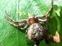 Xysticus