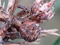 Xysticus