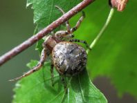 Xysticus