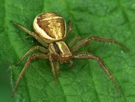 Xysticus