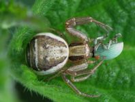 Xysticus