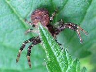 Xysticus