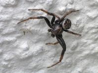 Xysticus sp.