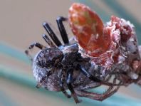 Xysticus