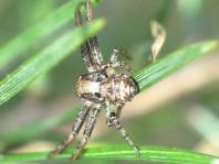 Xysticus