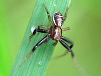 Xysticus