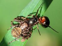 Xysticus
