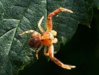Xysticus sp.