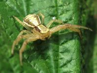 Xysticus