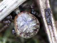 Xysticus