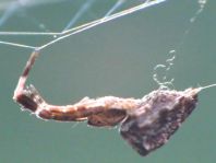 Kräuselradnetzspinne, Uloboridae