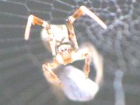 Kräuselradnetzspinne, Uloboridae