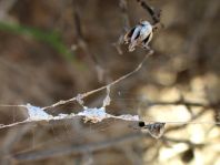 Kräuselradnetzspinne, Uloboridae