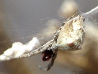 Kräuselradnetzspinne, Uloboridae