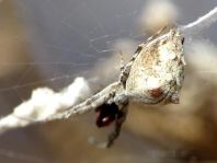 Kräuselradnetzspinne, Uloboridae