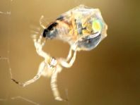 Kräuselradnetzspinne, Uloboridae
