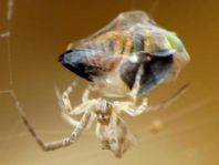 Kräuselradnetzspinne, Uloboridae