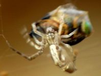 Kräuselradnetzspinne, Uloboridae
