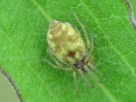 Nigma flavescens