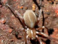 Cicurina cicur, Graubraune Kräuselspinne