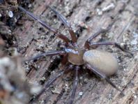Cicurina cicur, Graubraune Kräuselspinne